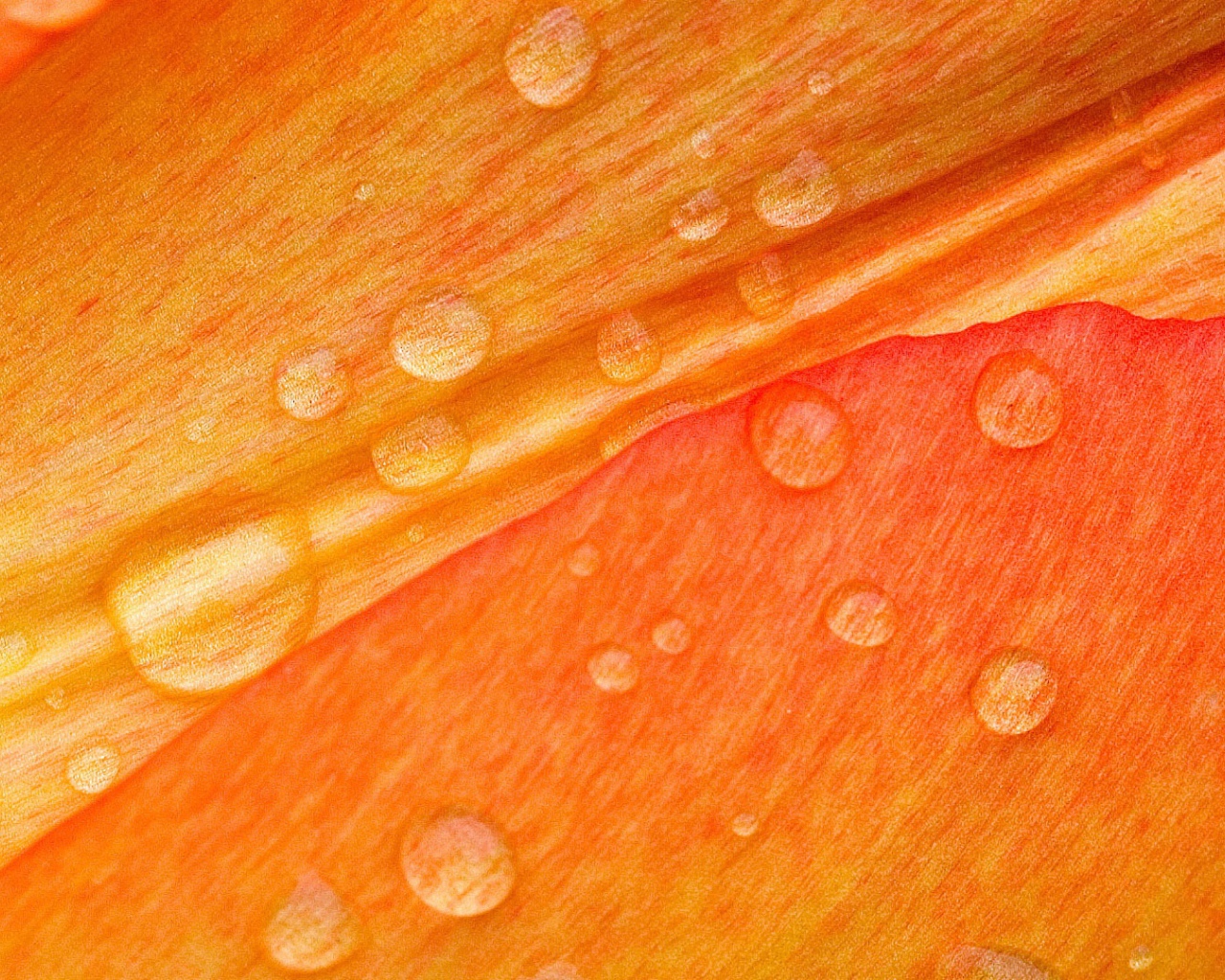 Роса на лепестке цветка