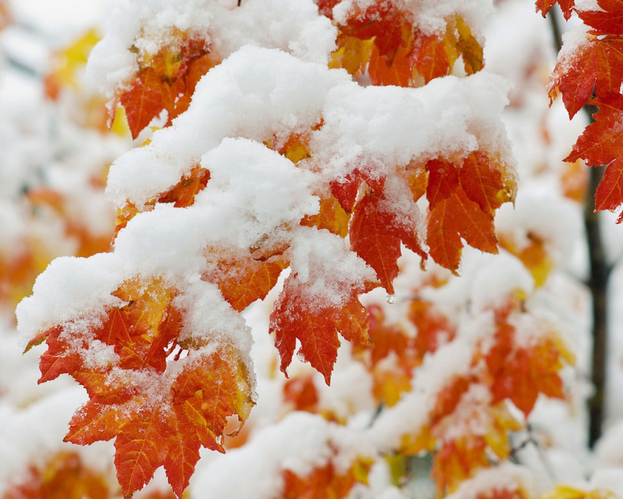 Ранний снегопад