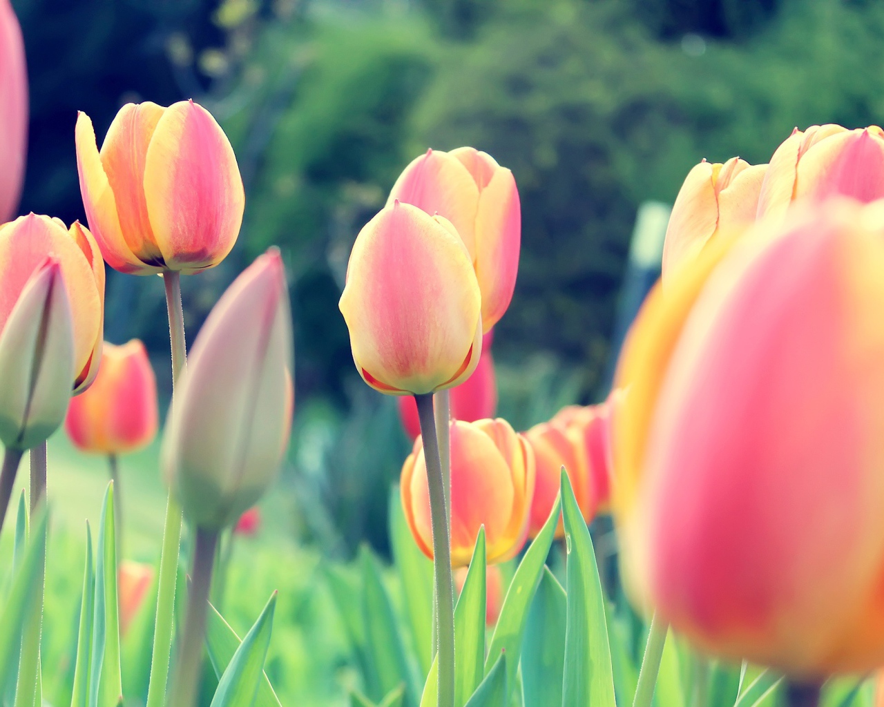 Весенние тюльпаны