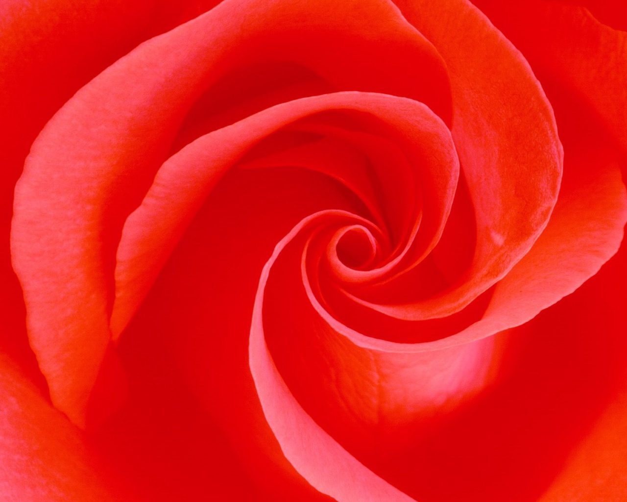 Вечное цветение