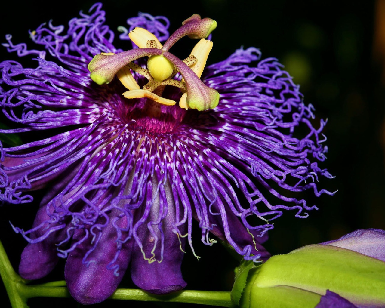 Экзотический цветок