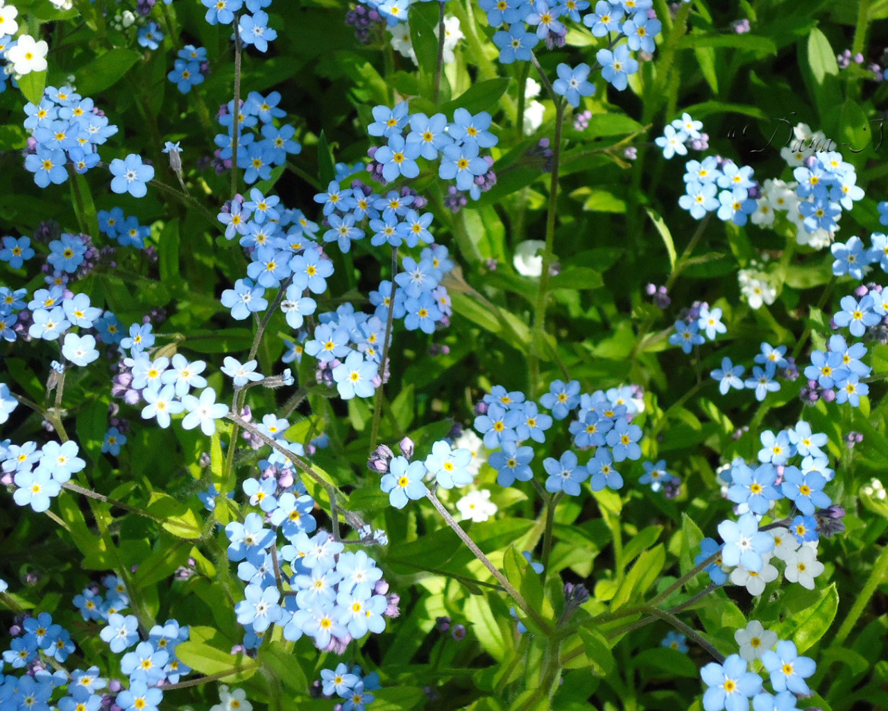 Сказочные красивые  цветы незабудки