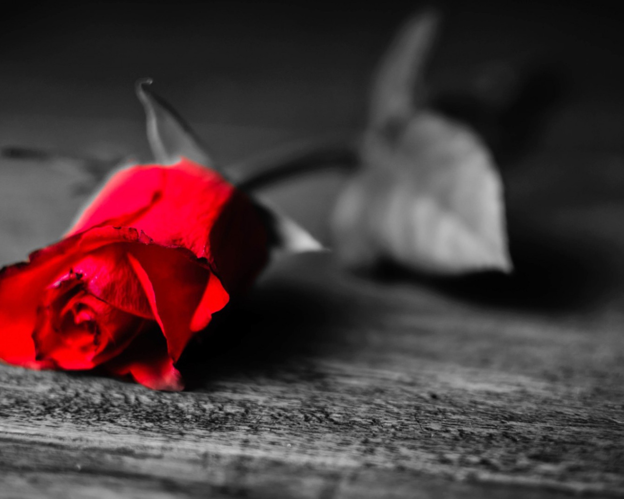 Увядающая алая роза