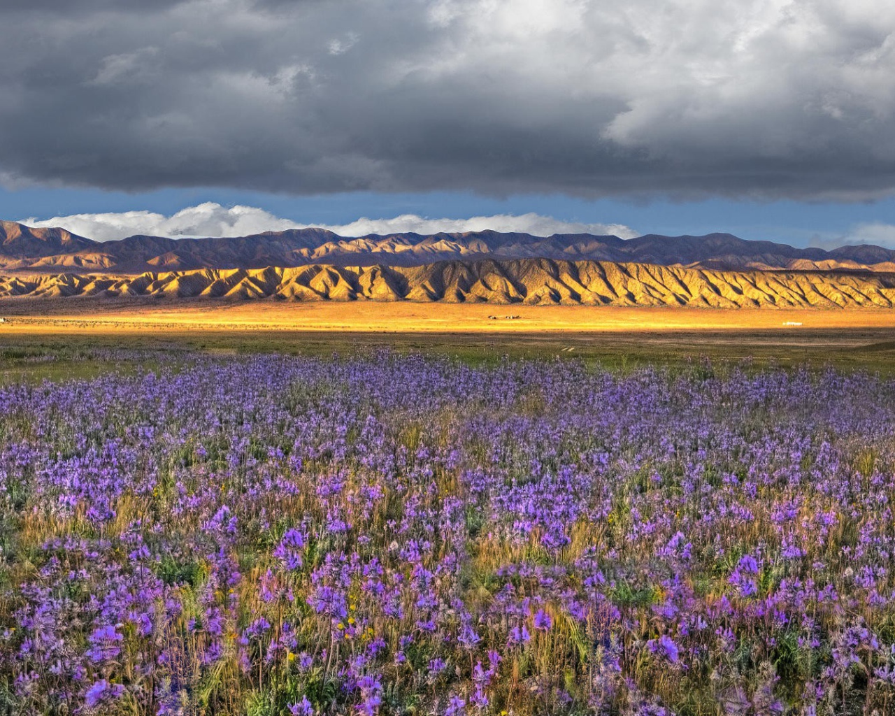 Поле синих цветов в Калифорнии