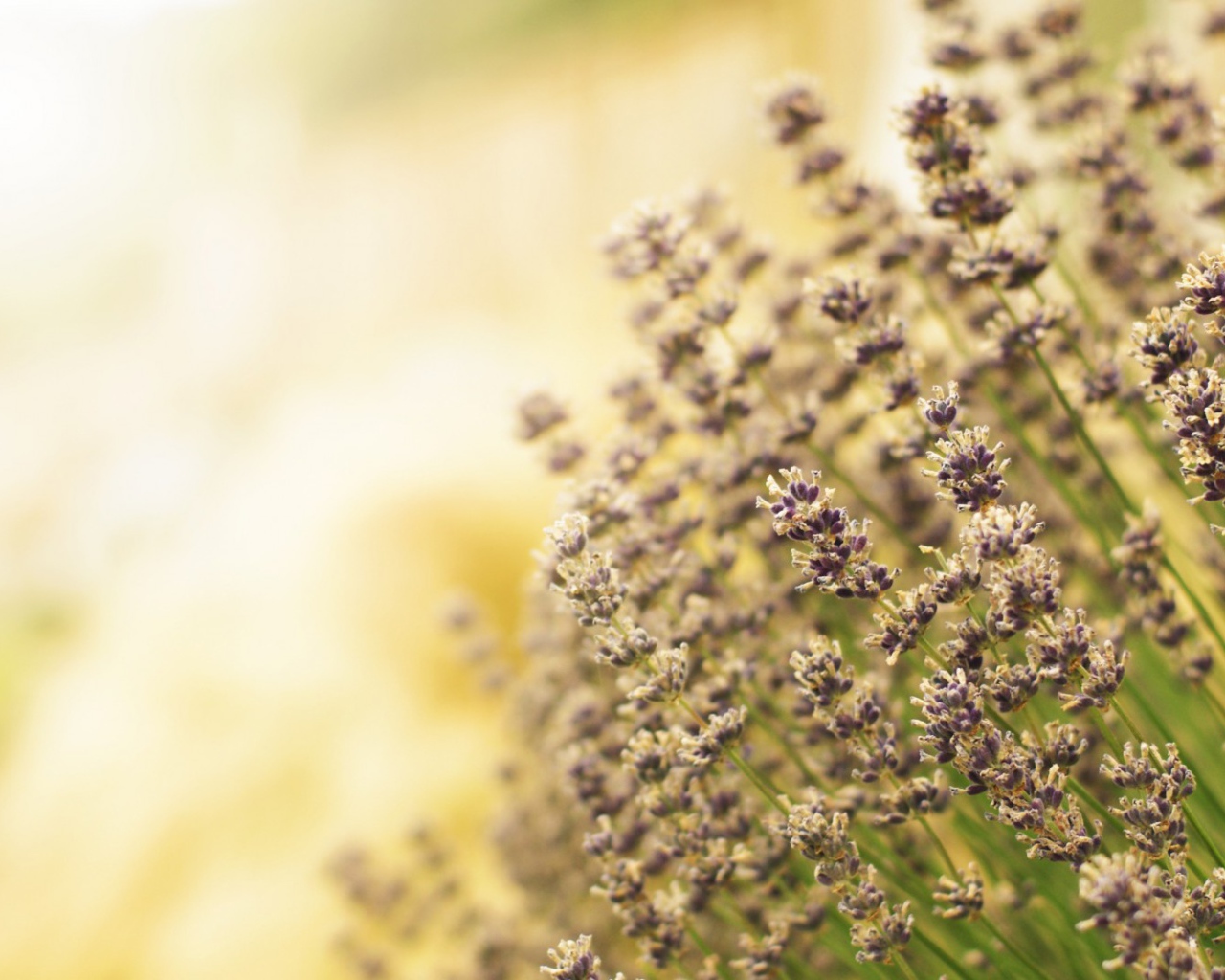 Полевая кашица