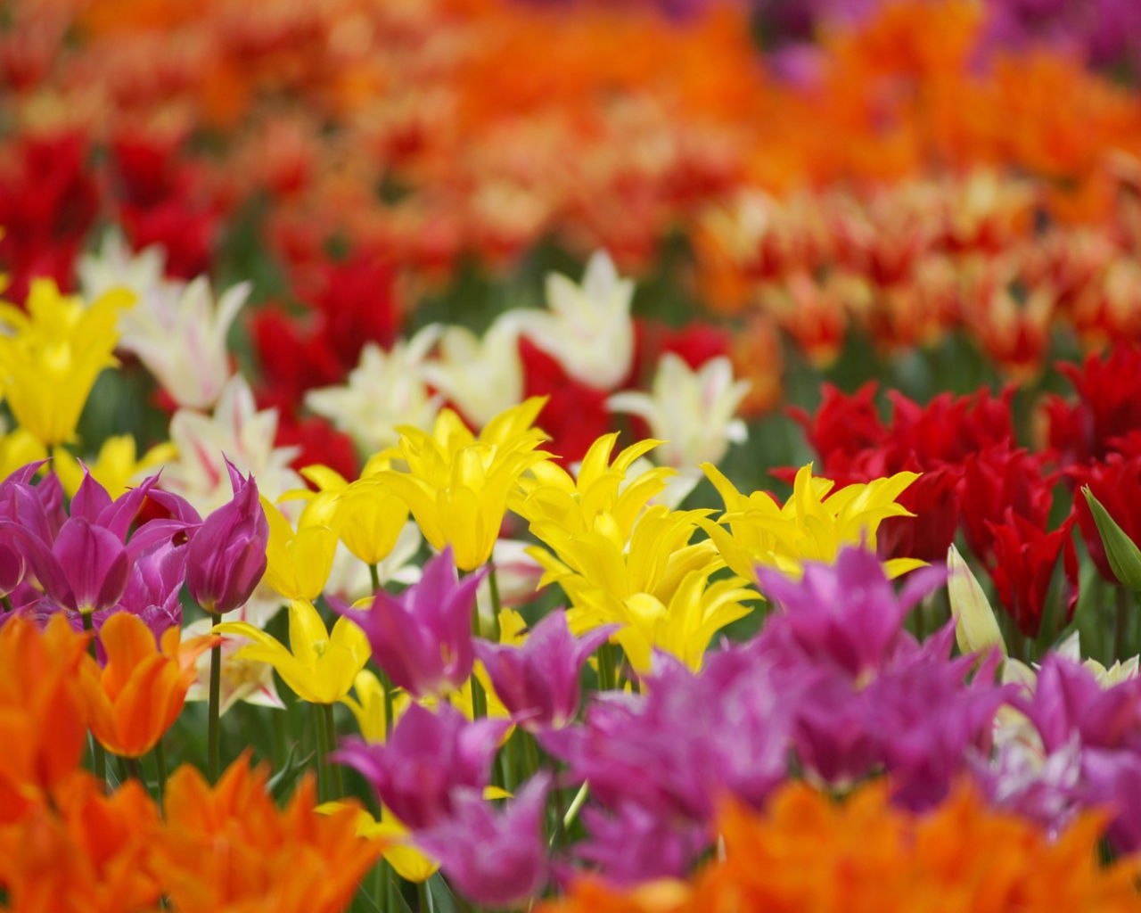 Поле разноцветных цветов