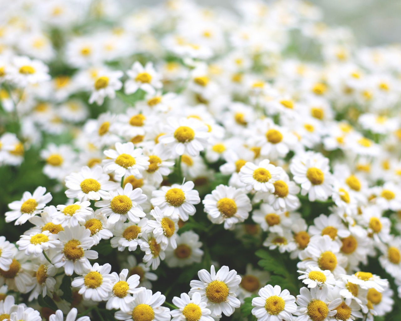 Полевые ромашки