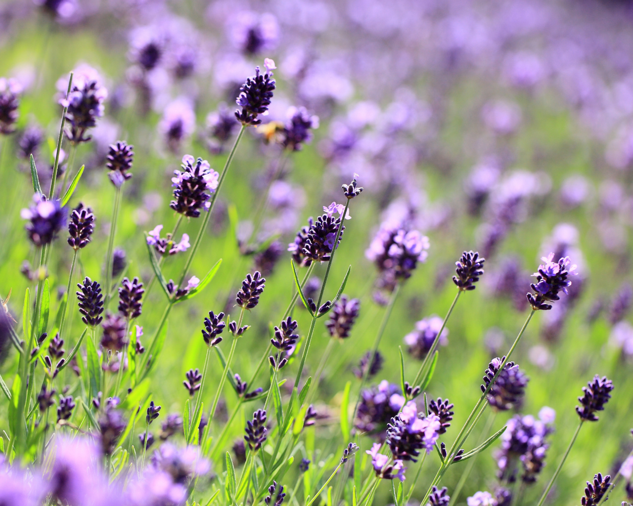 Поле лаванды
