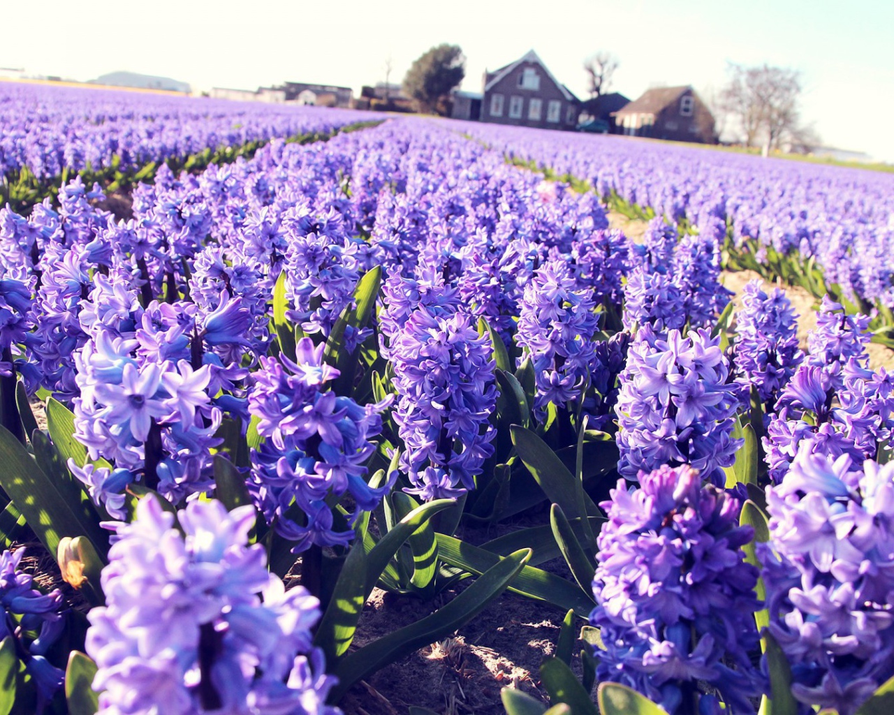 Поле сиреневых цветов