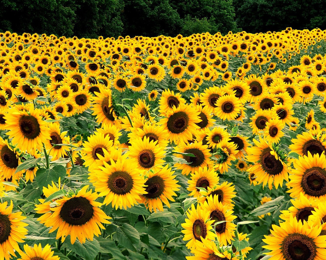 Поле подсолнухов