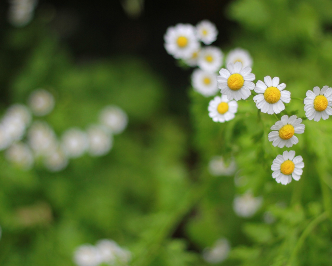 Цветы в поле