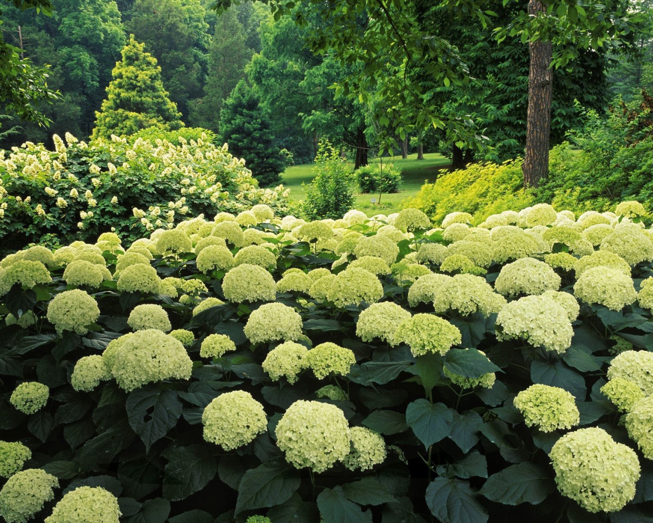 Цветочный куст в парке