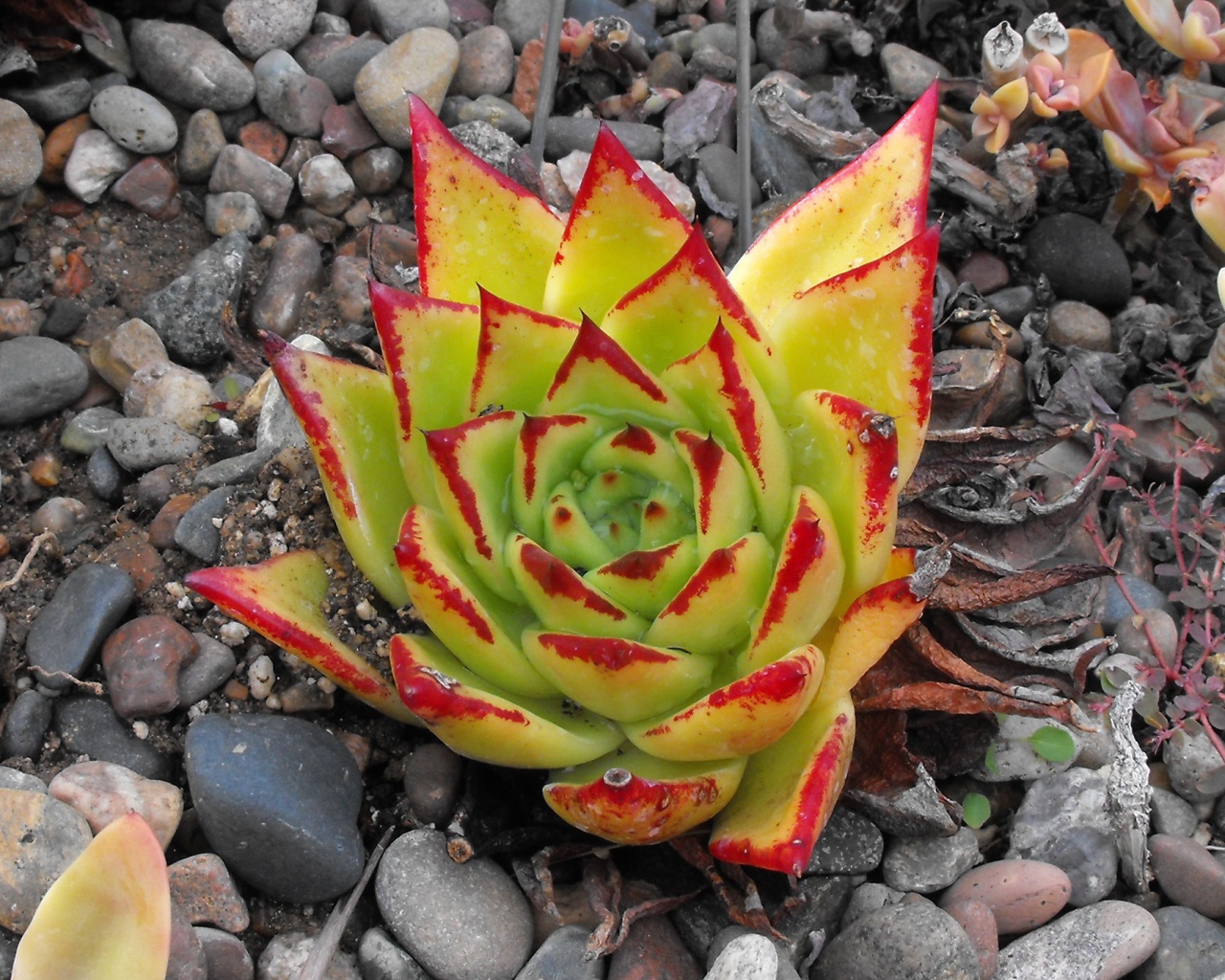Цветок эхеверия (эчеверия)  на дачном участке