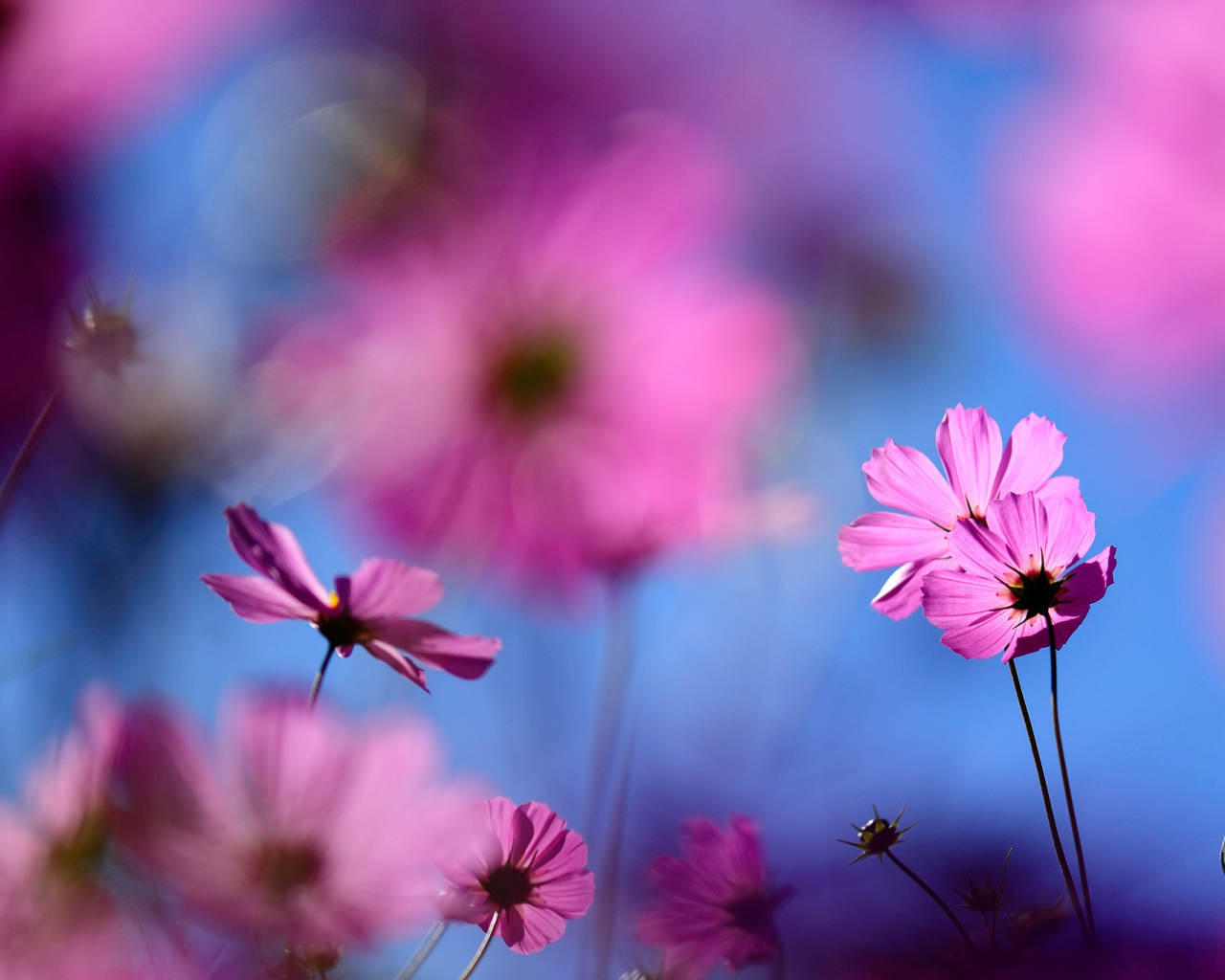 Цветок космея полевая