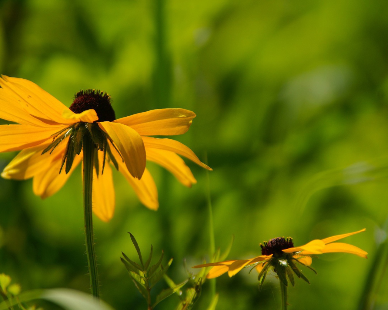 Цветок в траве