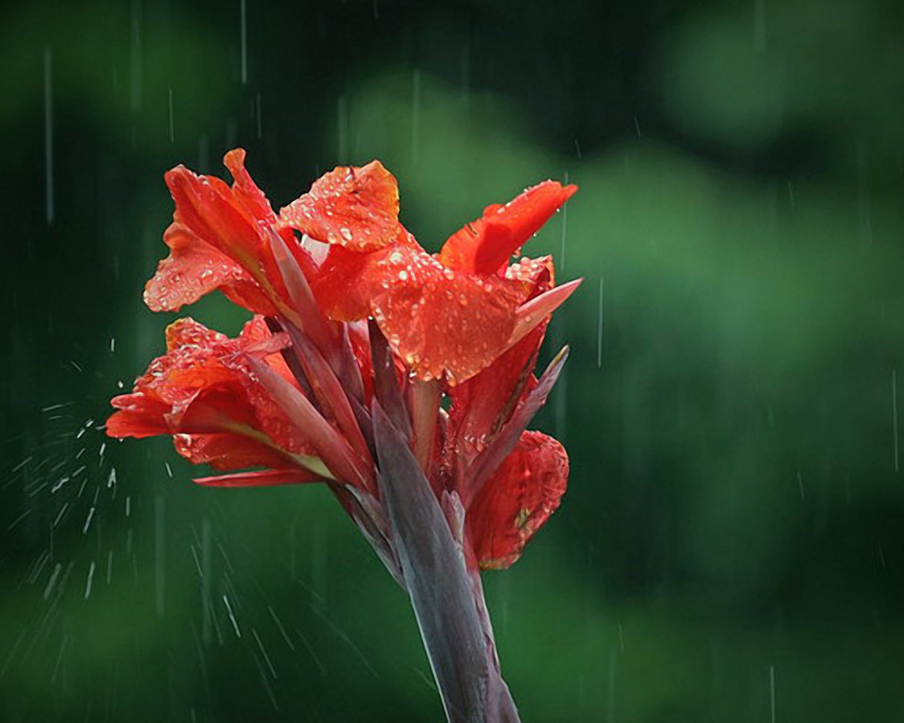 Цветок под дождем