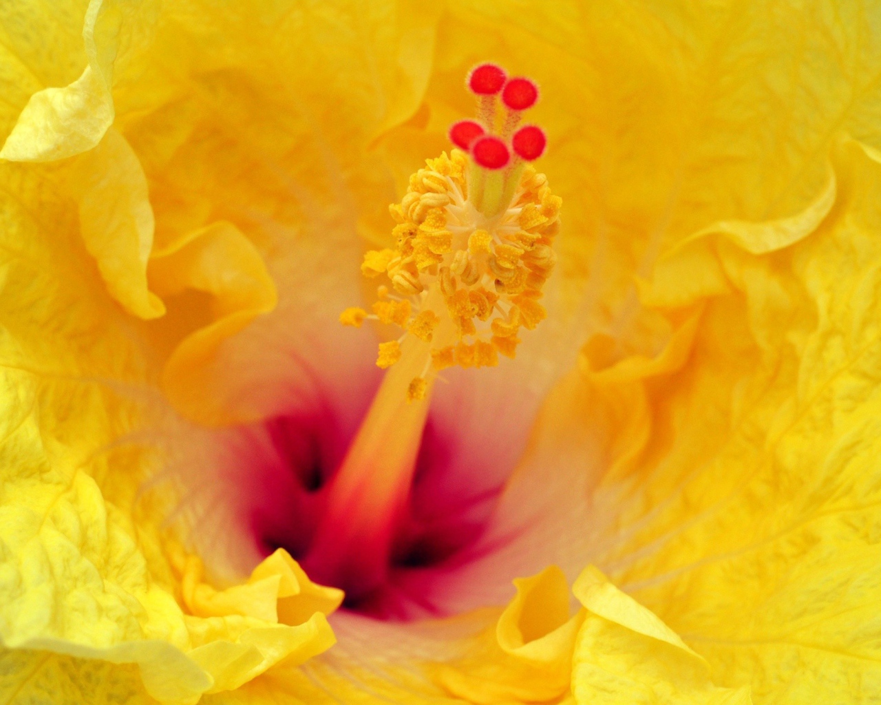 Цветок в увеличенном изображении