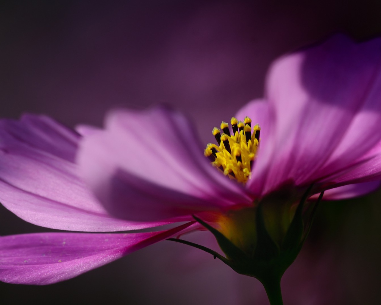 Цветок на тёмном фоне