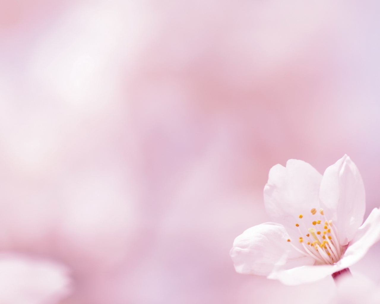 Цветок на белом фоне