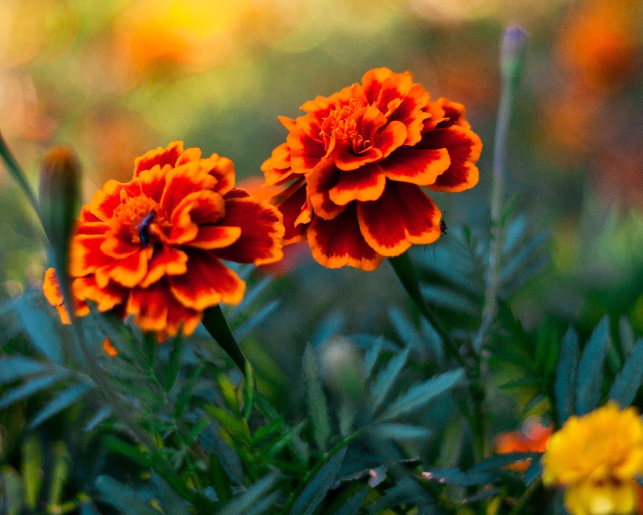 Пара цветов