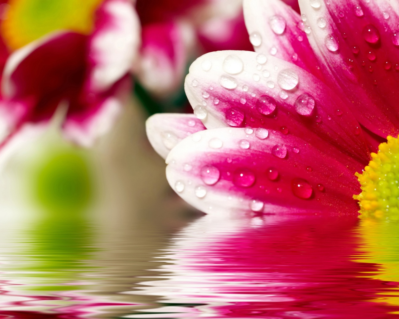 Цветочные размышления