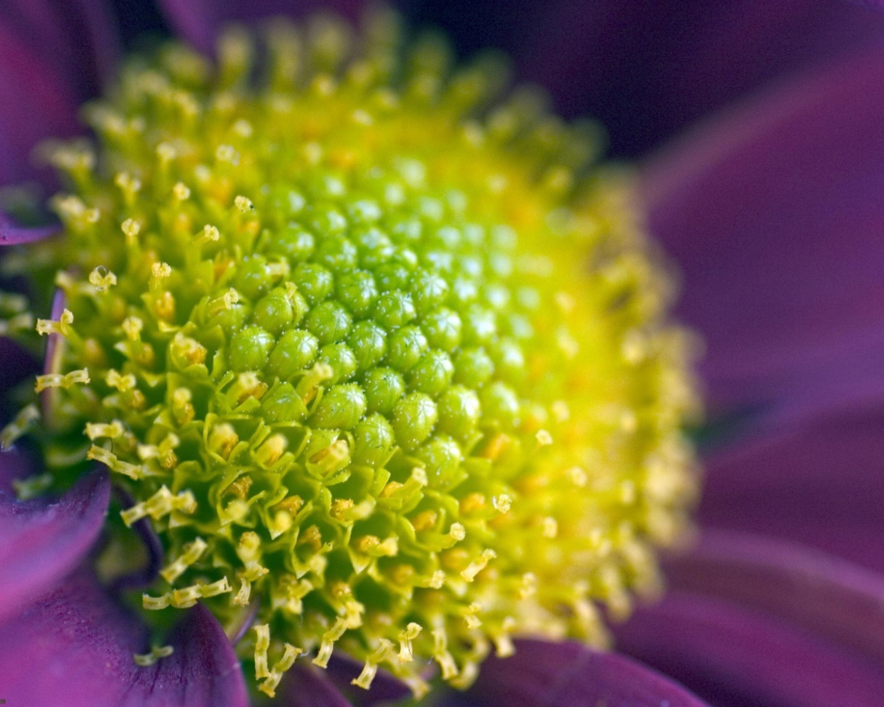 Цветок вблизи