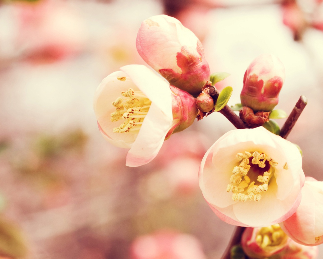 Королевство цветов