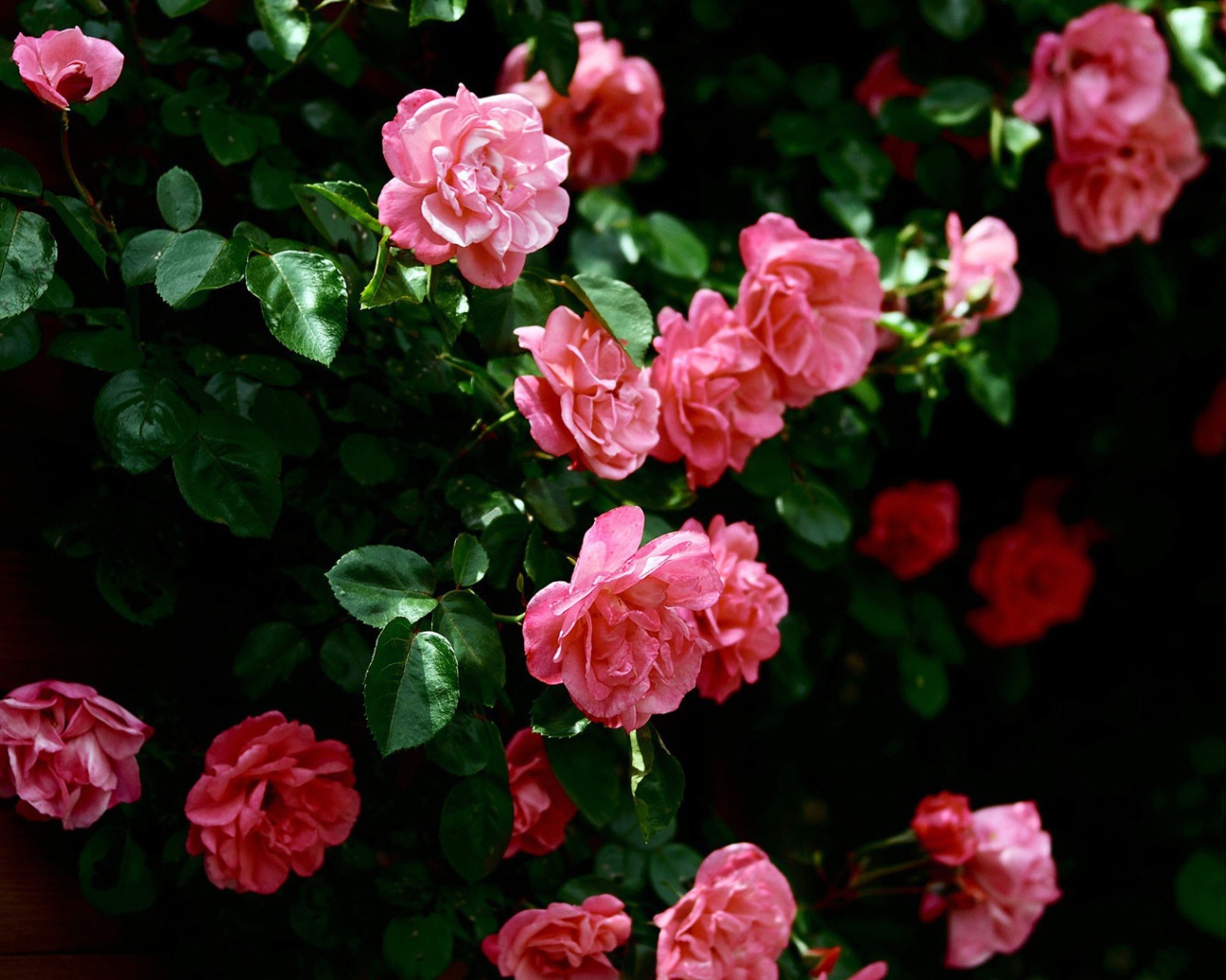 Розовые цветы