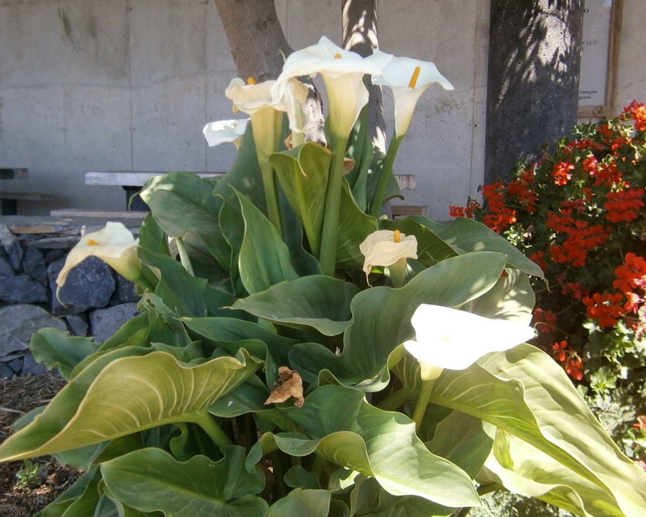 Цветки Калы