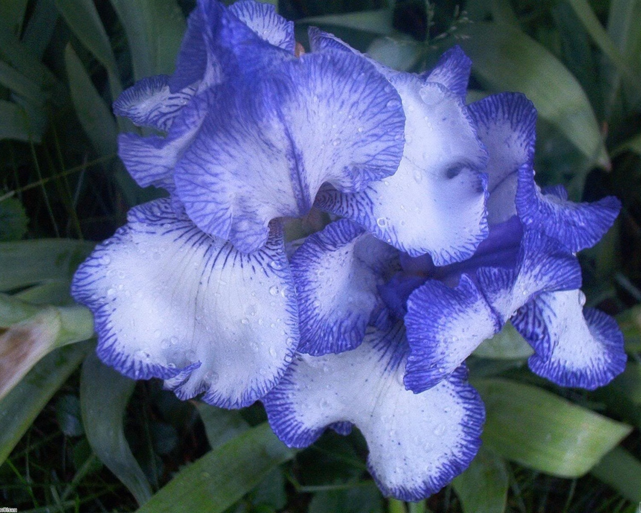 Цветы голубого ириса