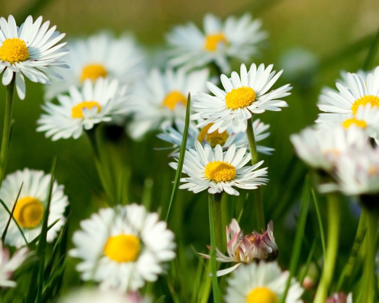 Цветы маргаритки на поляне