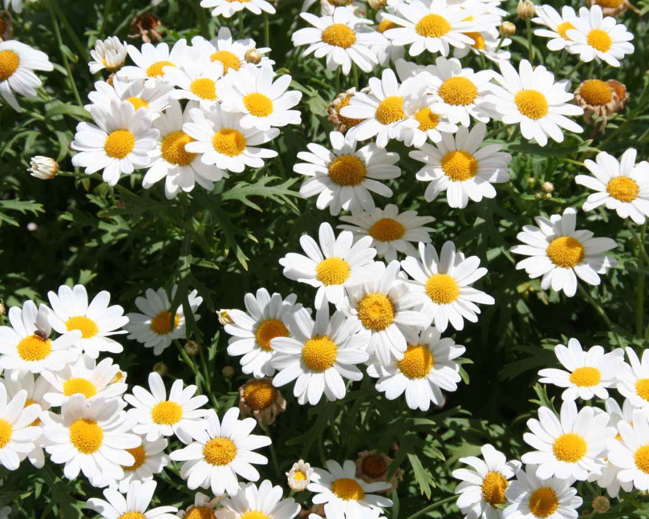 Цветы маргаритки на поляне весной