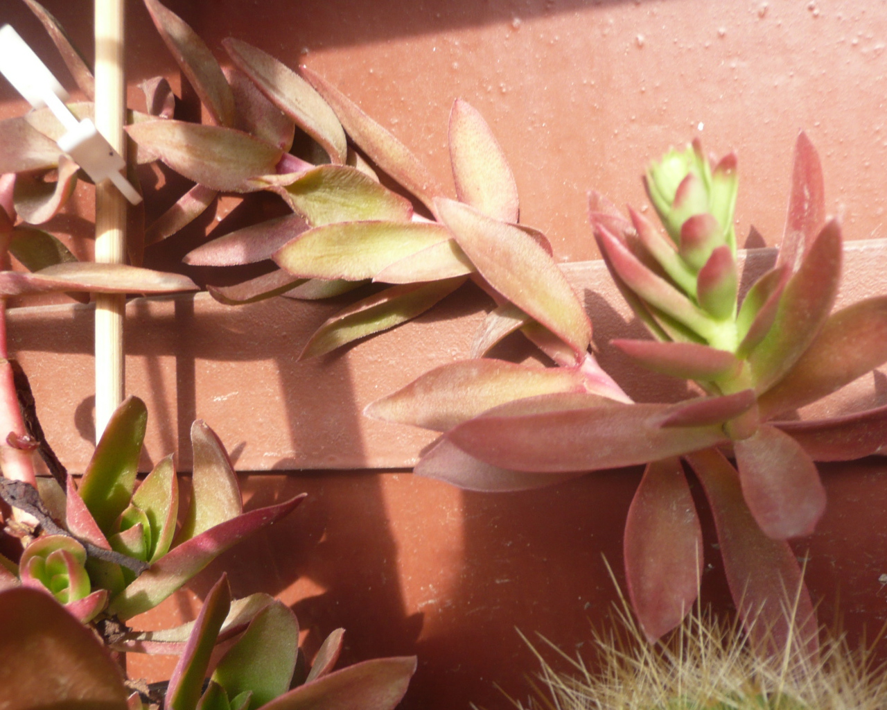 Цветы эхеверия (эчеверия) 