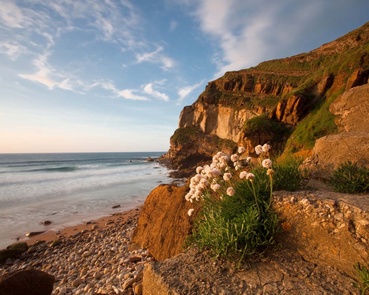 Цветы растут на камнях