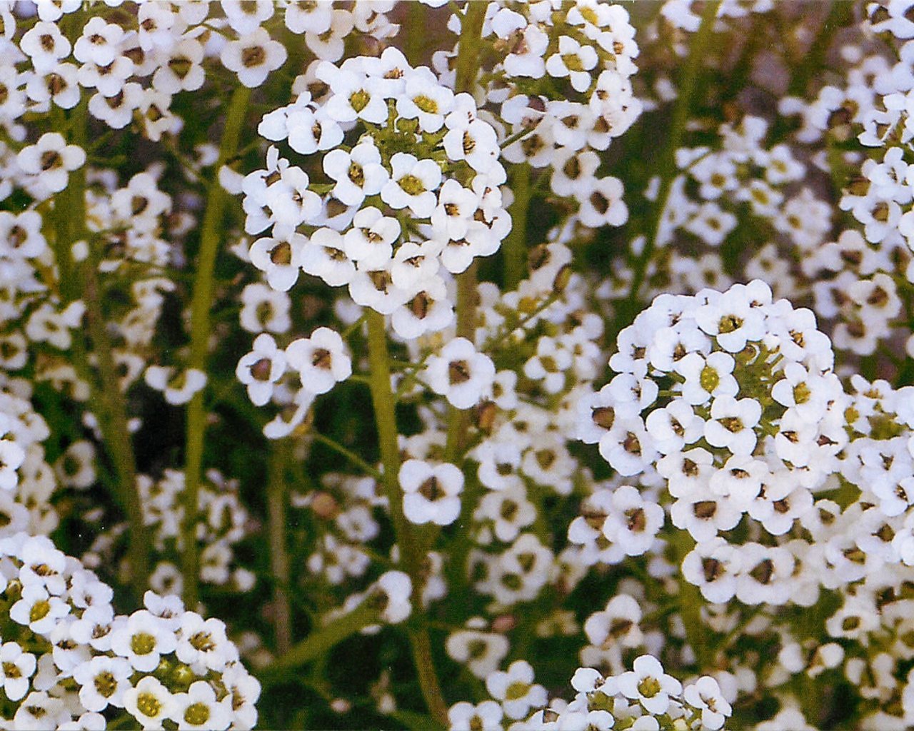 Выращивание цветов алиссум в саду