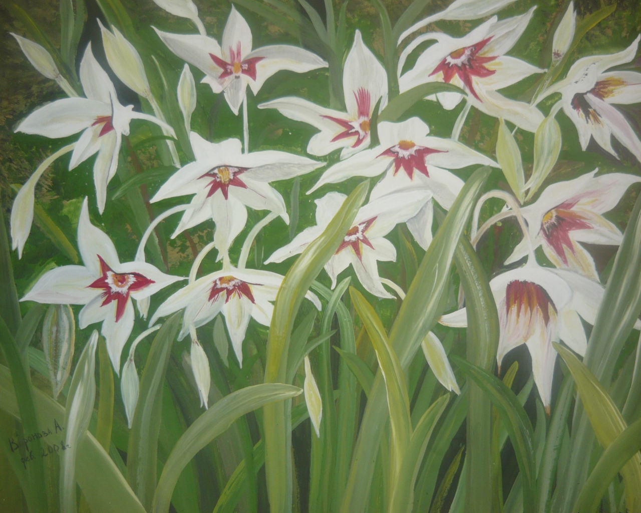 Выращивание цветов ацидантера в саду