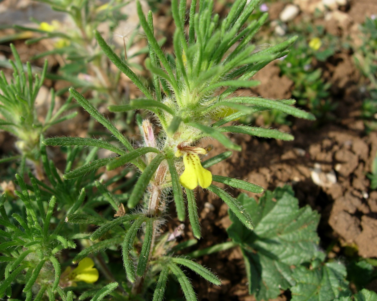 Выращивание цветов аюга в саду