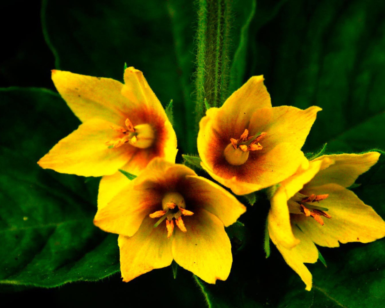 Выращивание цветов колокольчик в саду