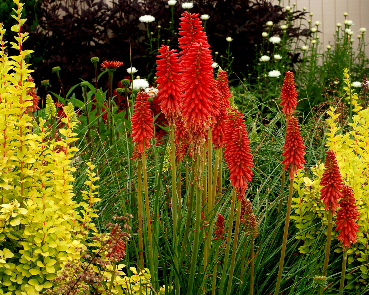 Выращивание цветов кникофия в саду