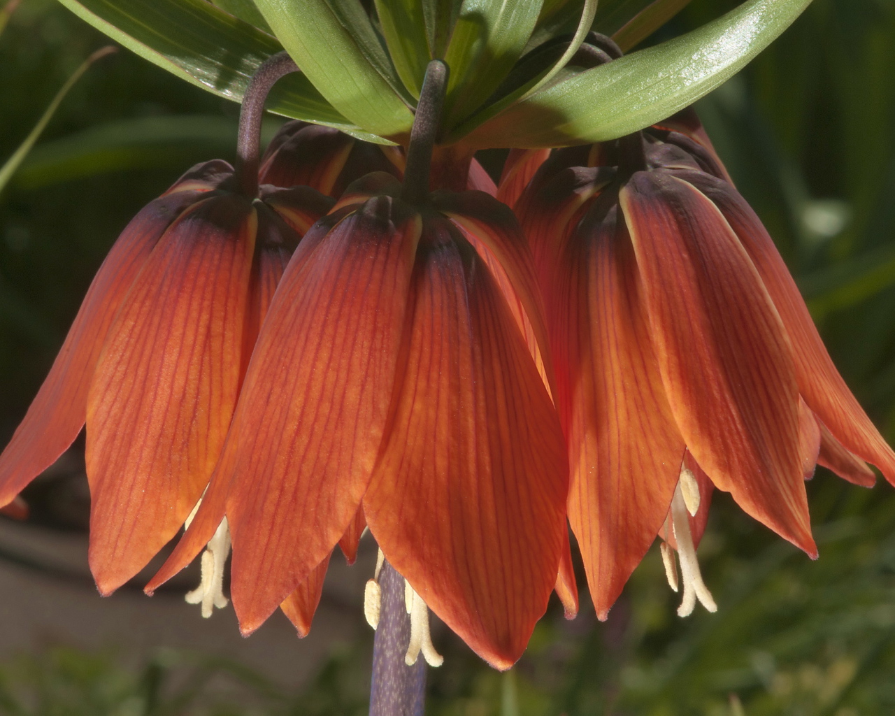 Выращивание цветов рябчик императорский в саду