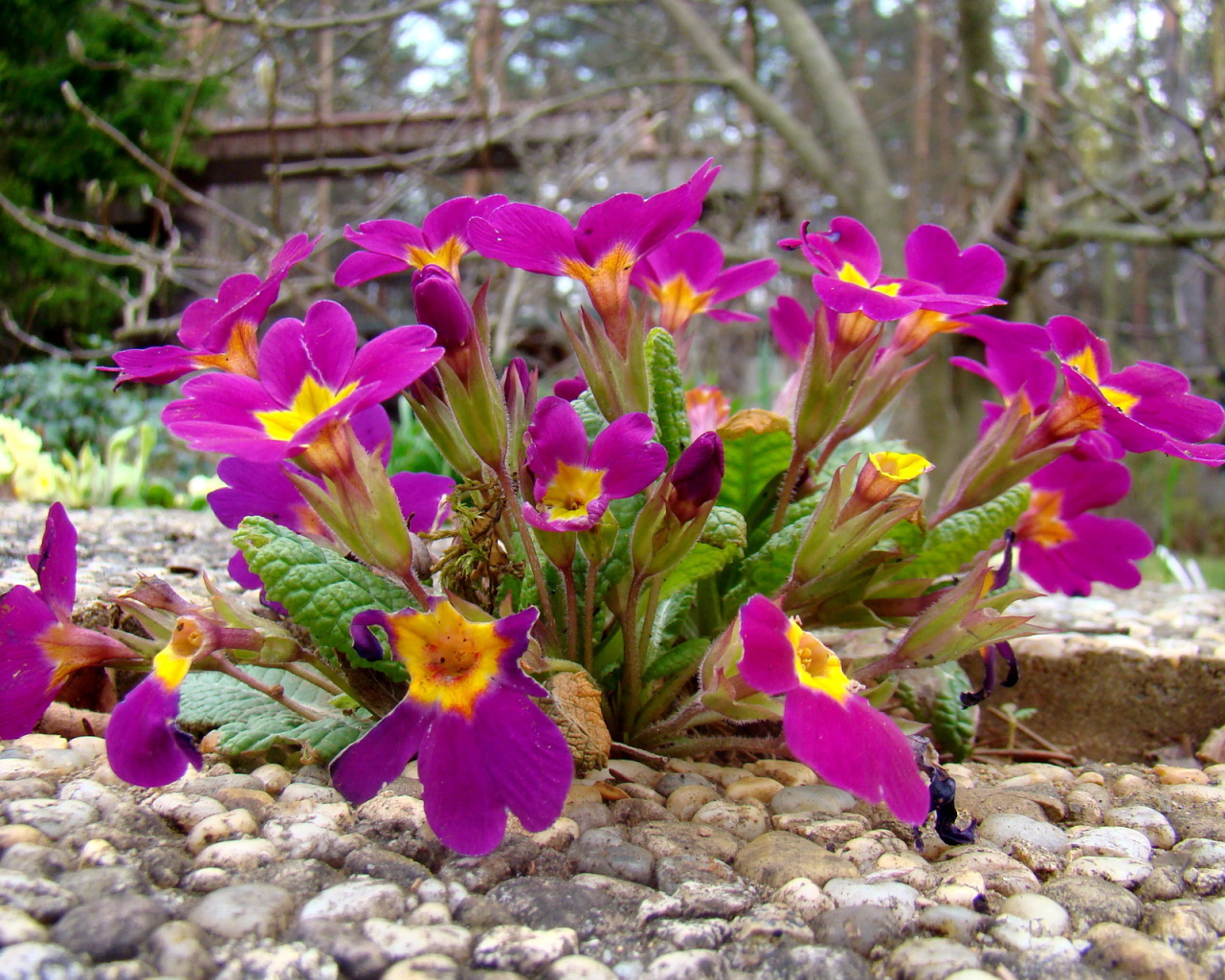 Выращивание цветов примула в саду