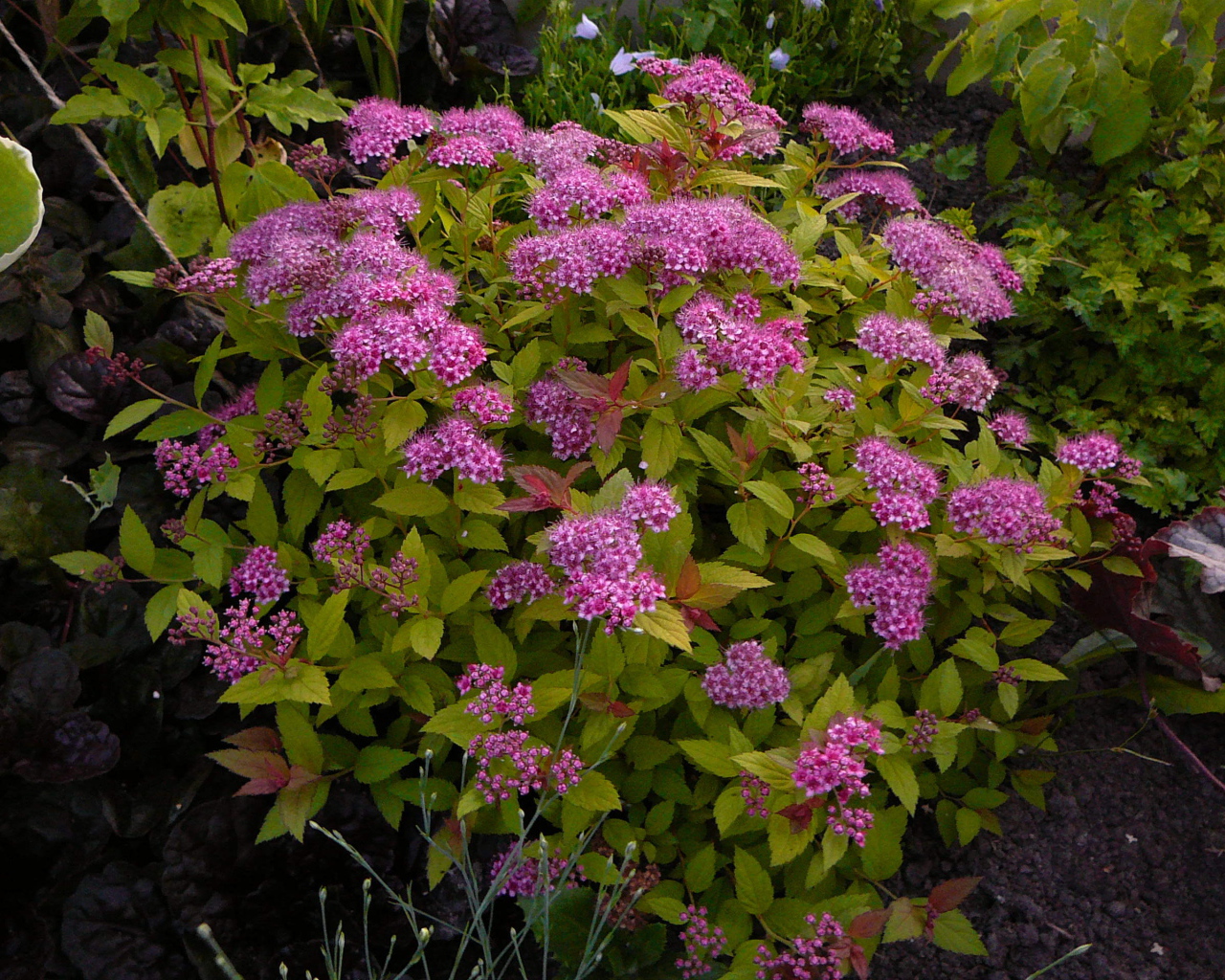 Выращивание цветов спирея в саду