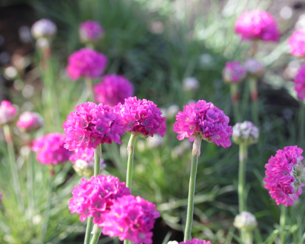 Выращивание цветов армерия в саду