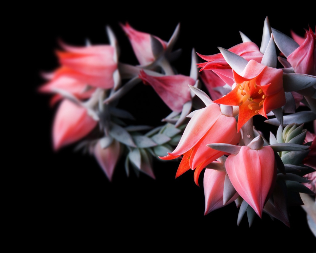 Цветы в черном