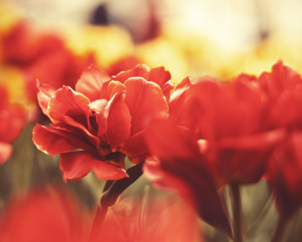 Цветы вблизи