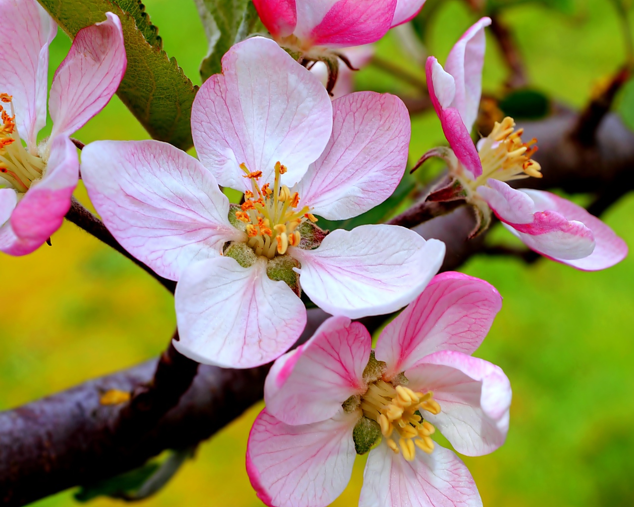 Цветы на ветке