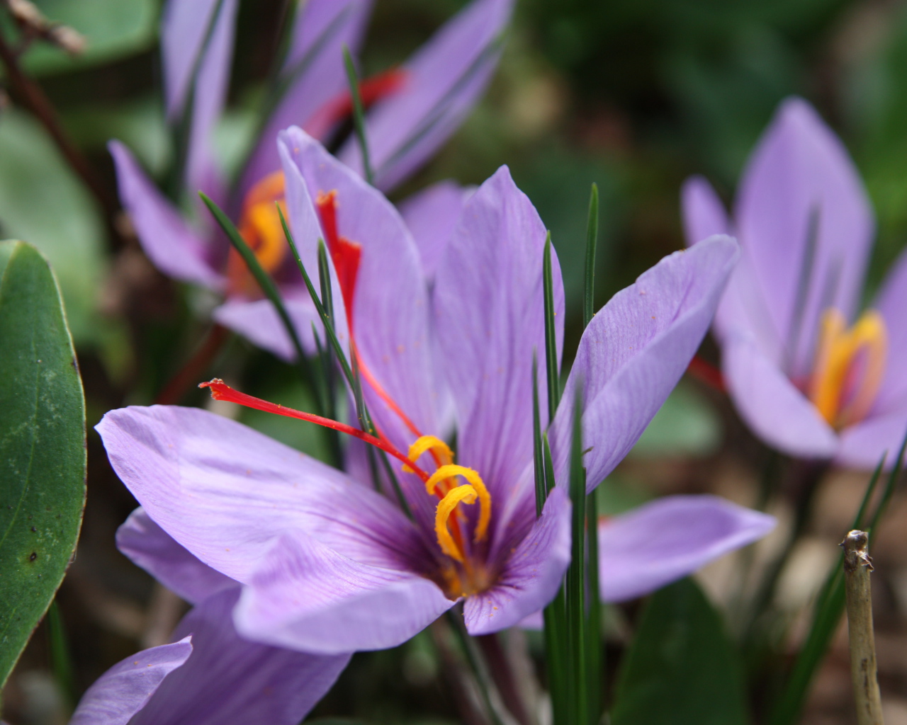 Цветы шафран на поляне