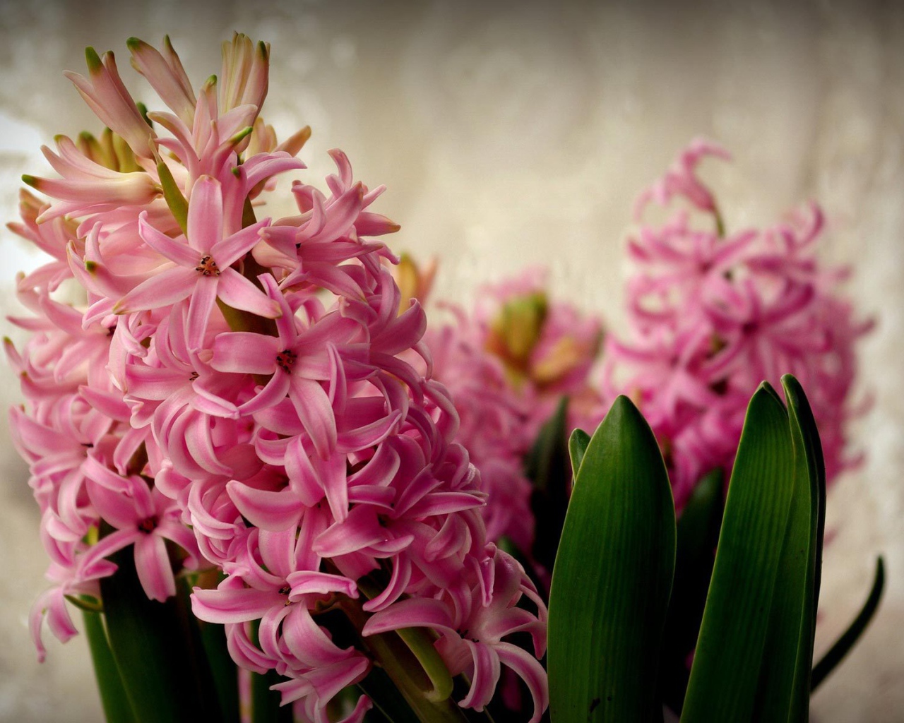 Цветы розовые гиацинты расцвели