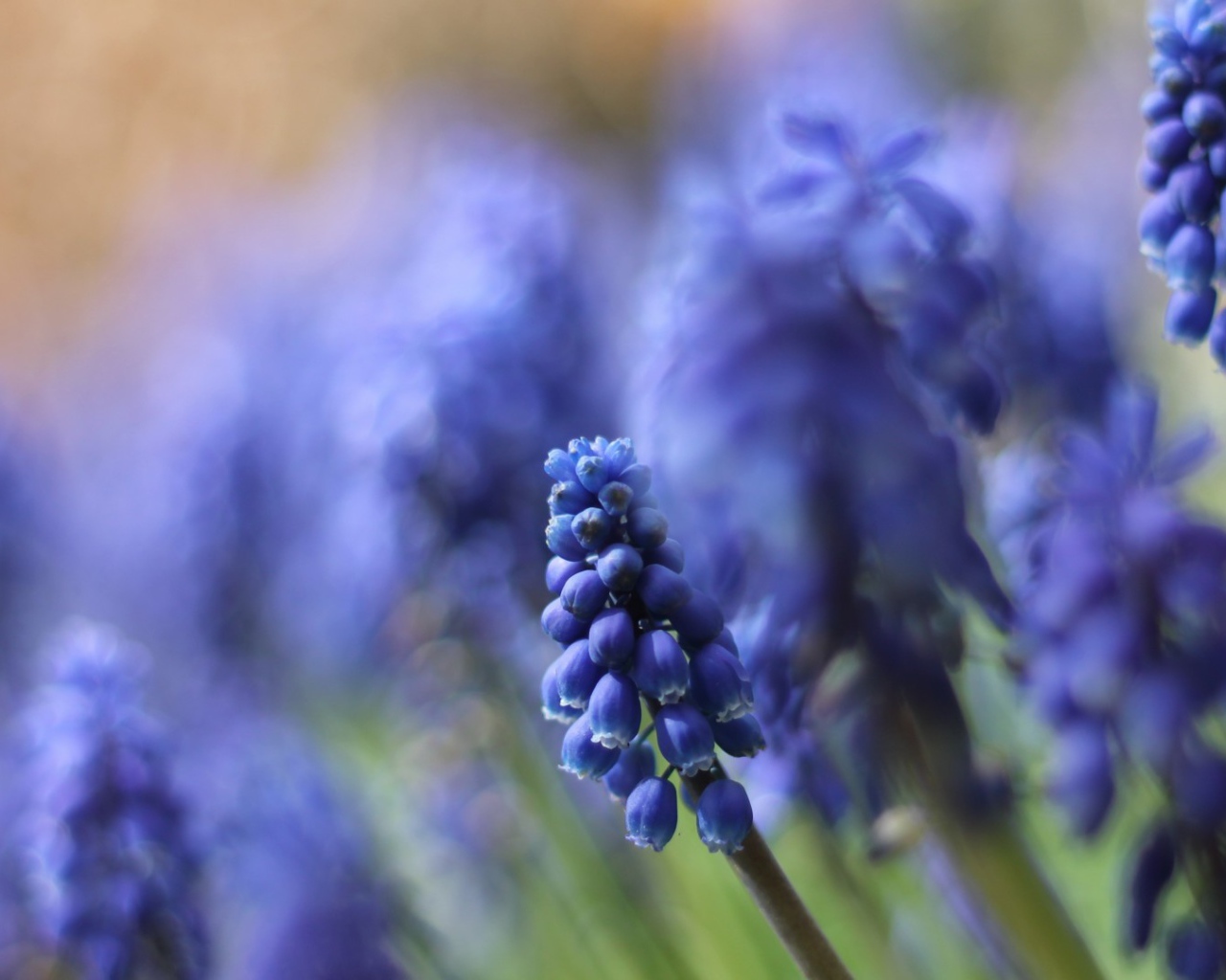 Цветы кисточкой