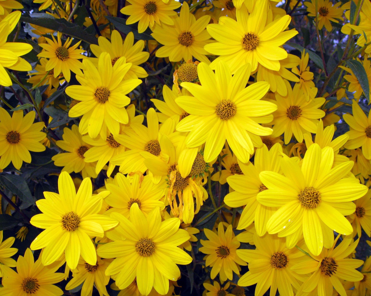 Цветы венидиум на дачном участке